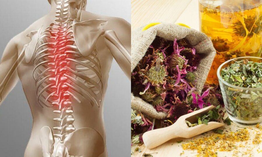Traditional recipes - prevent the development of osteochondrosis and maintain the health of the spine